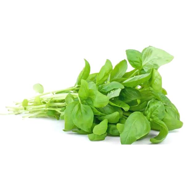 Albahaca